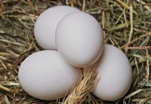 eggs